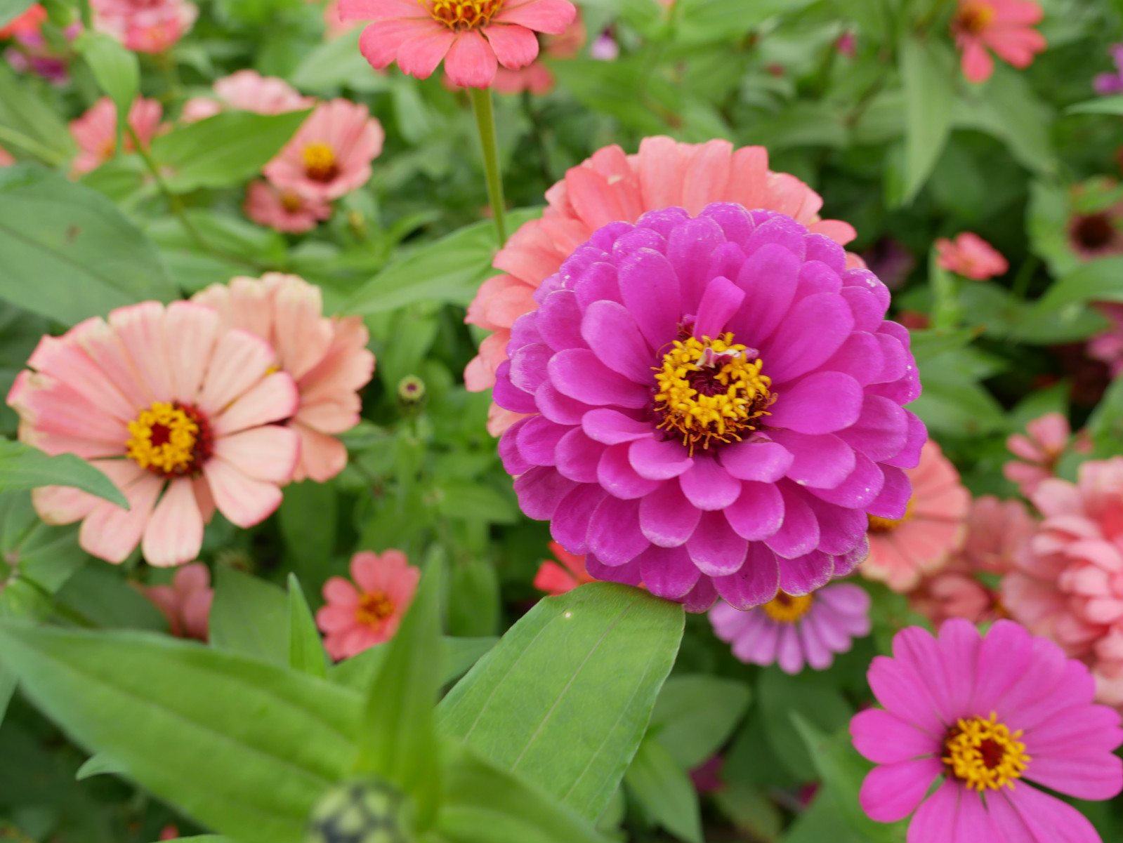 �격������(�й���)�ٷ���վ